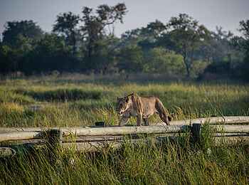 Little Sable Camp: Löwin am Camp Little Sable Camp: Löwin am Camp