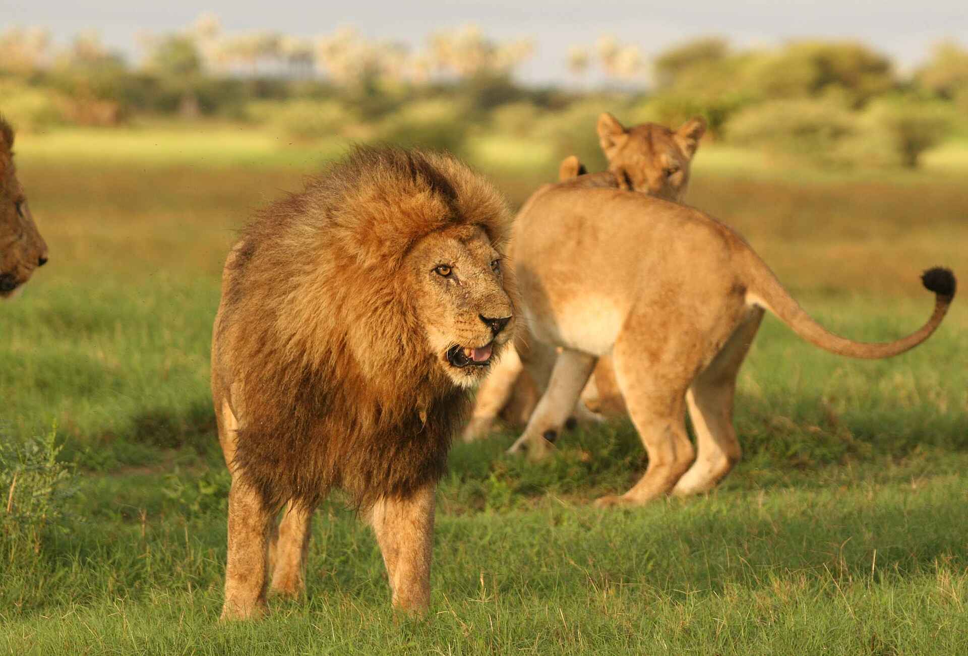 Machaba Camp: Löwenmännchen