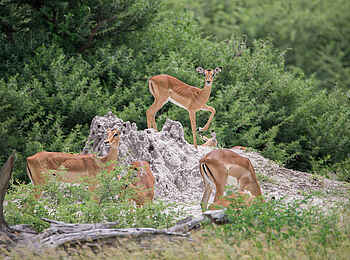 Mankwe Bush Lodge: Eine Gruppe Antilopen