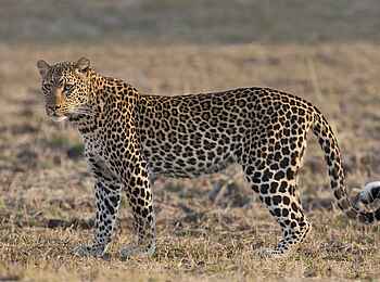 Mukambi Busanga Plains Camp: Busanga-Leopard Mukambi Busanga Plains Camp: Busanga-Leopard