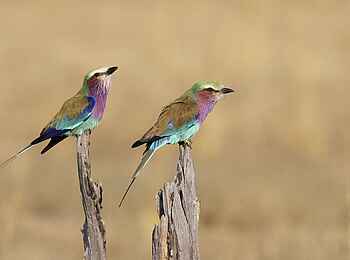 Mukambi Safari Lodge: Vogelpärchen Mukambi Safari Lodge: Vogelpärchen