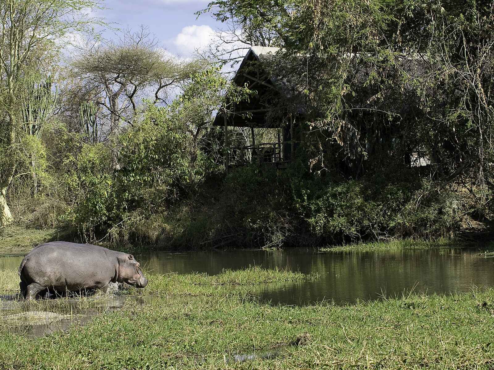 Mvuu Lodge: Nilpferd vor der Lodge Mvuu Lodge: Nilpferd vor der Lodge