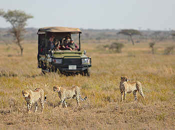 Namiri Plains Camp: Pirschfahrt mit Geparden Sichtung Namiri Plains Camp: Pirschfahrt mit Geparden Sichtung