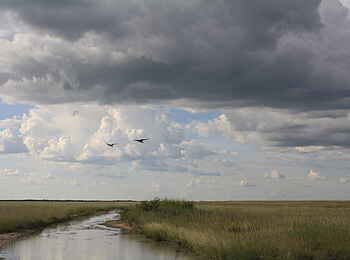 Nata Bird Sanctuary: Vor dem Regen Nata Bird Sanctuary: Vor dem Regen