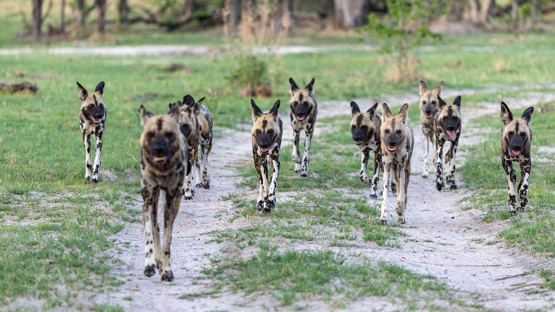 Nkasa Linyanti Camp: Rudel Wildhunde