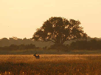 Nkasa Linyanti: Ein Lechwe Nkasa Linyanti: Ein Lechwe