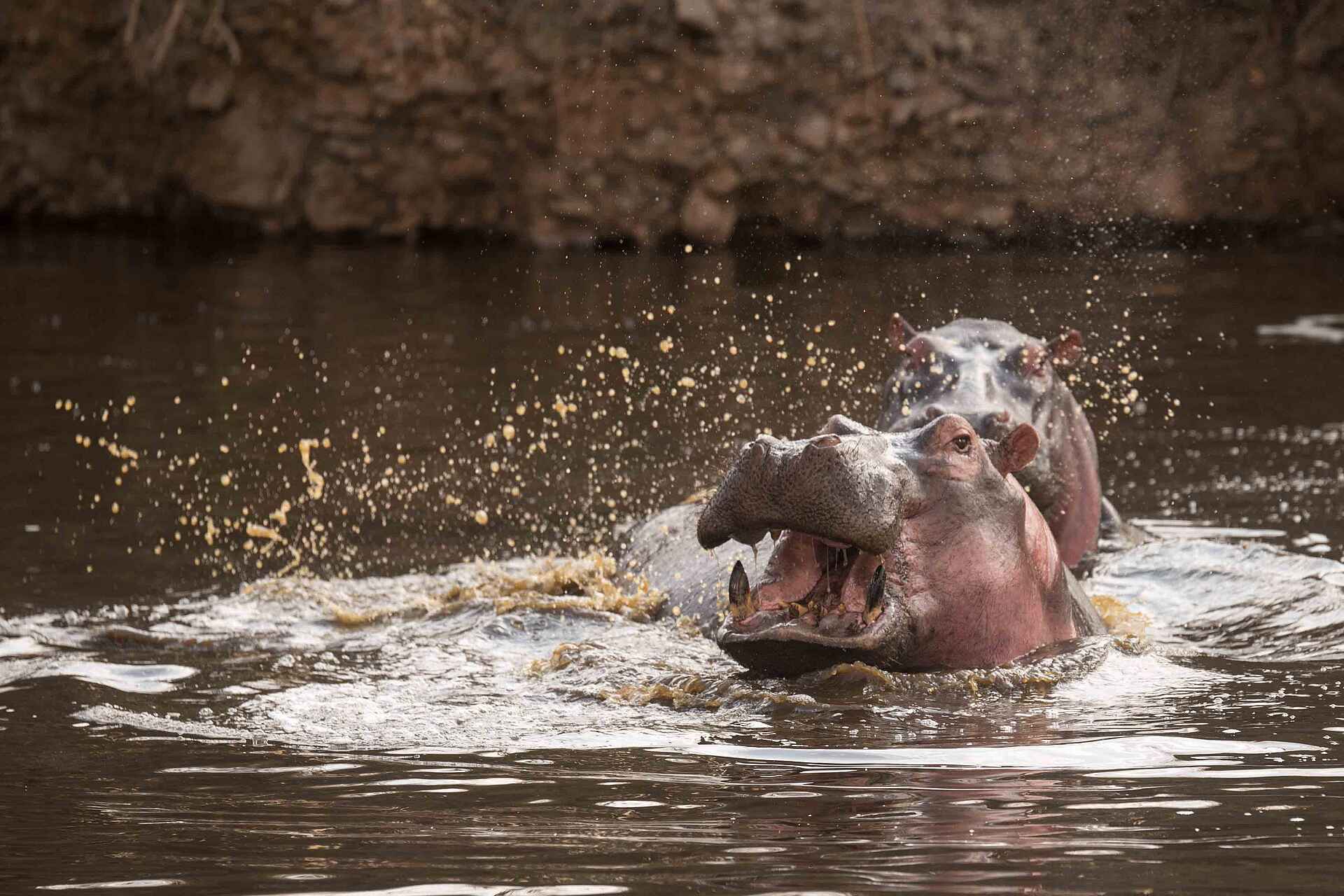 Ole Serai Luxury Camp - Moru Kopjes: Nilpferde