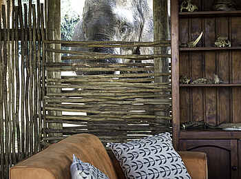 Ruckomechi Camp: Neugieriger Elefant Ruckomechi Camp: Neugieriger Elefant