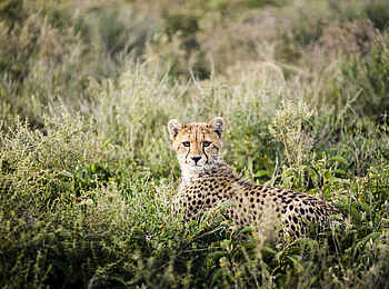 Sanctuary Kichakani Serengeti Camp: Gepard im Gras Sanctuary Kichakani Serengeti Camp: Gepard im Gras