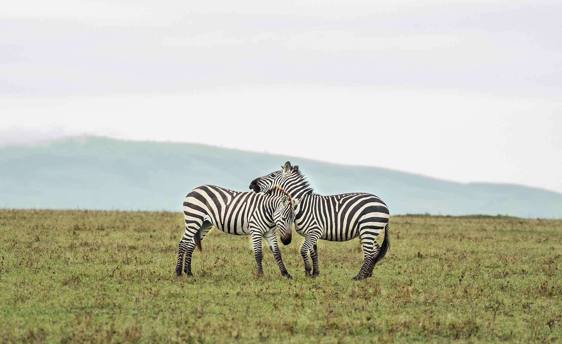 Saruni Leopard Hill: Zebras