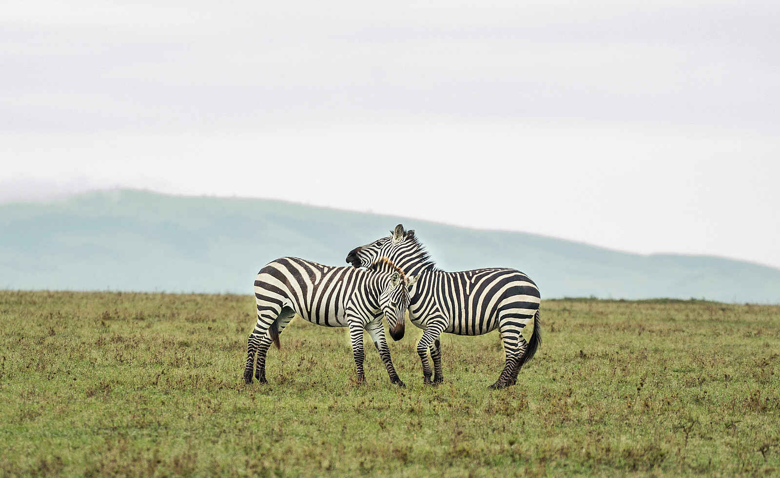 Saruni Leopard Hill: Zebras Saruni Leopard Hill: Zebras