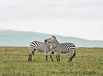 Saruni Leopard Hill: Zebras Saruni Leopard Hill: Zebras