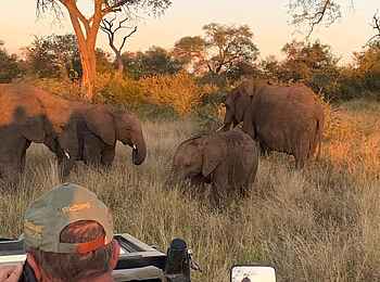 Simbavati Waterside Lodge: Elefanten