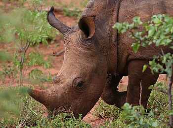 Sindabezi Island Camp: Ein Breitmaulnashorn