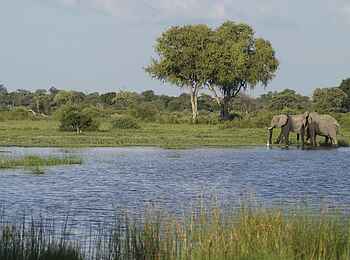 Vumbura Plains Camp: Elefanten im Sumpf