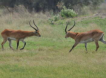 Bushman Plains Camp: Rote Moorantilopen Bushman Plains Camp: Rote Moorantilopen