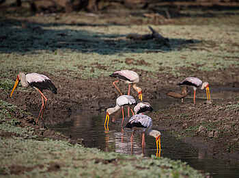 Chikwenya Camp: Nimmersattstörche