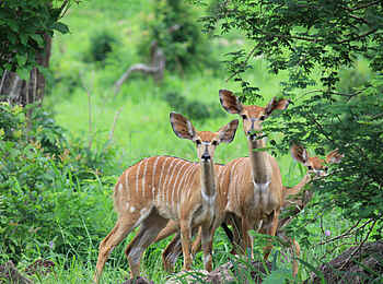 Chilo Ivory Trail Adventure: Drei Nyala-Weibchen