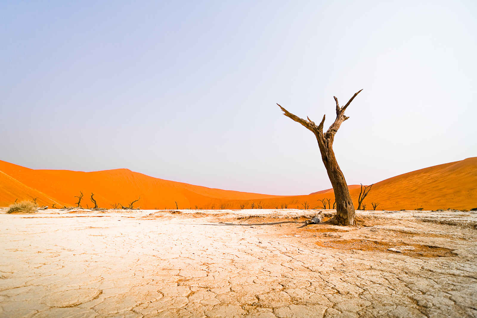 Desert Homestead Outpost: Toter Baum Desert Homestead Outpost: Toter Baum