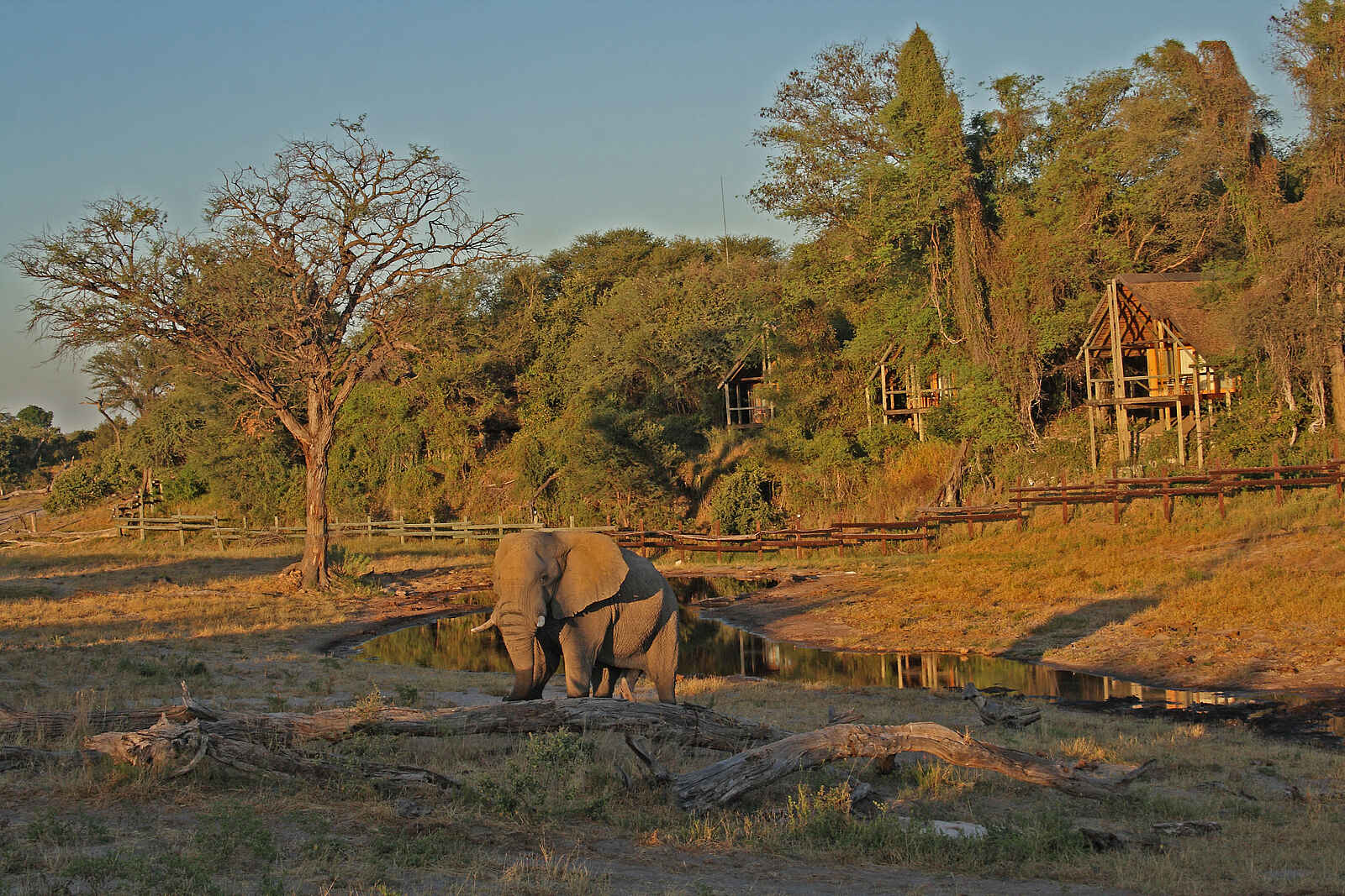 Desert & Delta Safaris: Elefant vor der Savute Safari Lodge Desert & Delta Safaris: Elefant vor der Savute Safari Lodge