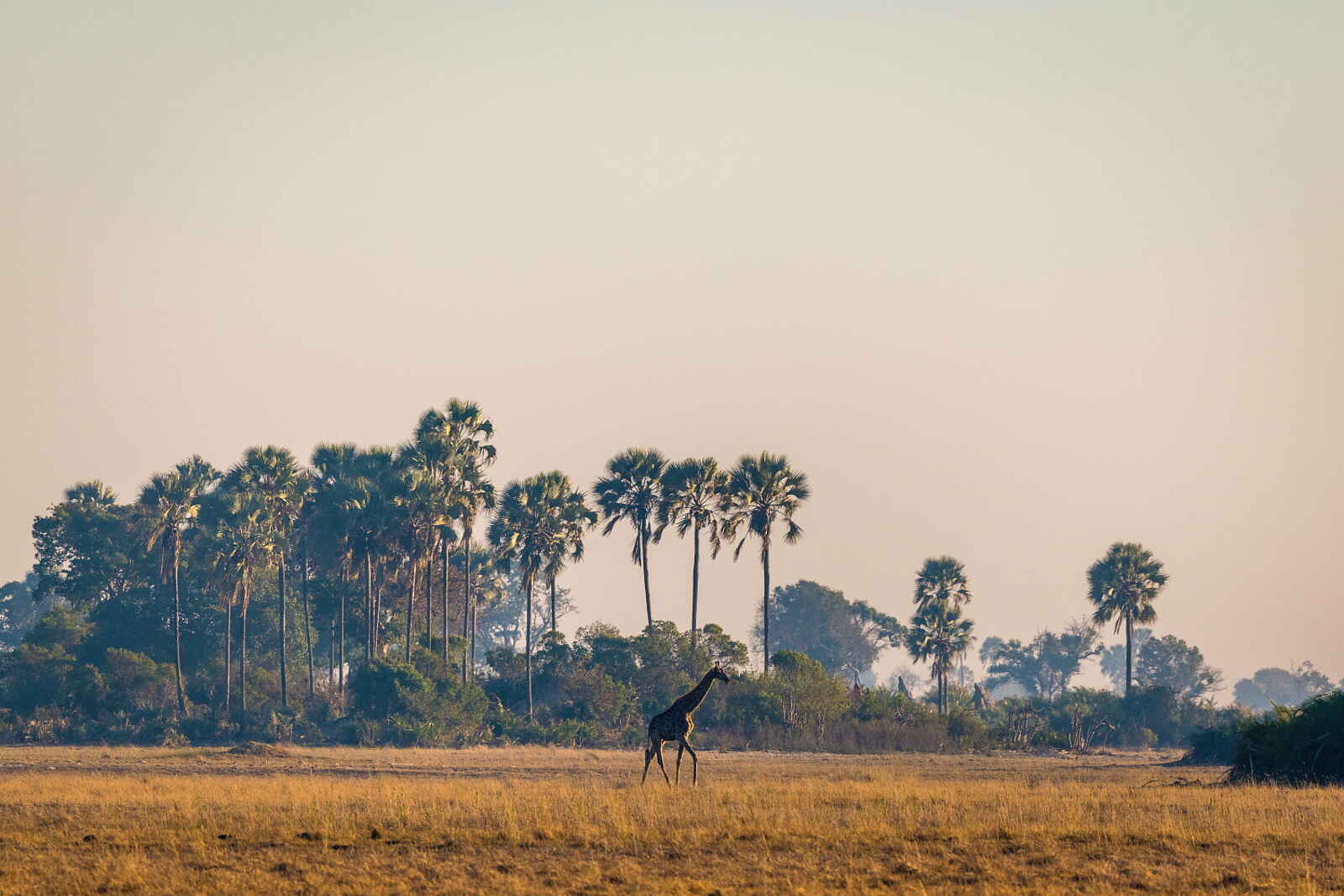 Jao Camp: Giraffe Jao Camp: Giraffe