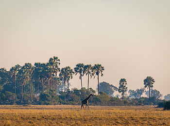 Jao Camp: Giraffe Jao Camp: Giraffe