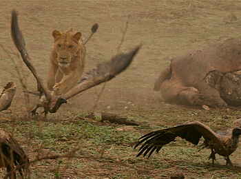 Little Vundu Camp: Löwen auf Geierjagd Little Vundu Camp: Löwen auf Geierjagd