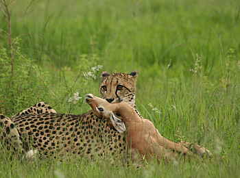 Makweti Safari Lodge: Ein Gepard mit seinem Riß