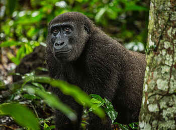 Ngaga Camp: Ein Gorilla aus der Nähe