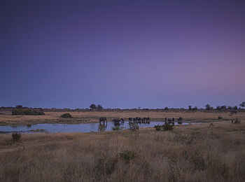 Verney's Camp: Elefanten abends an Wasserstelle
