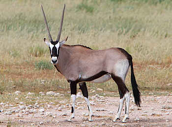 !Xaus Lodge: Oryxantilope !Xaus Lodge: Oryxantilope