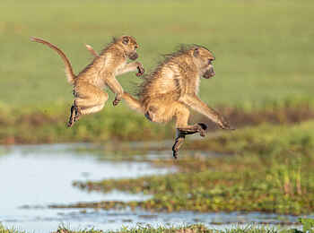 Chitabe Camp: Paviane springen über einen Wasserlauf