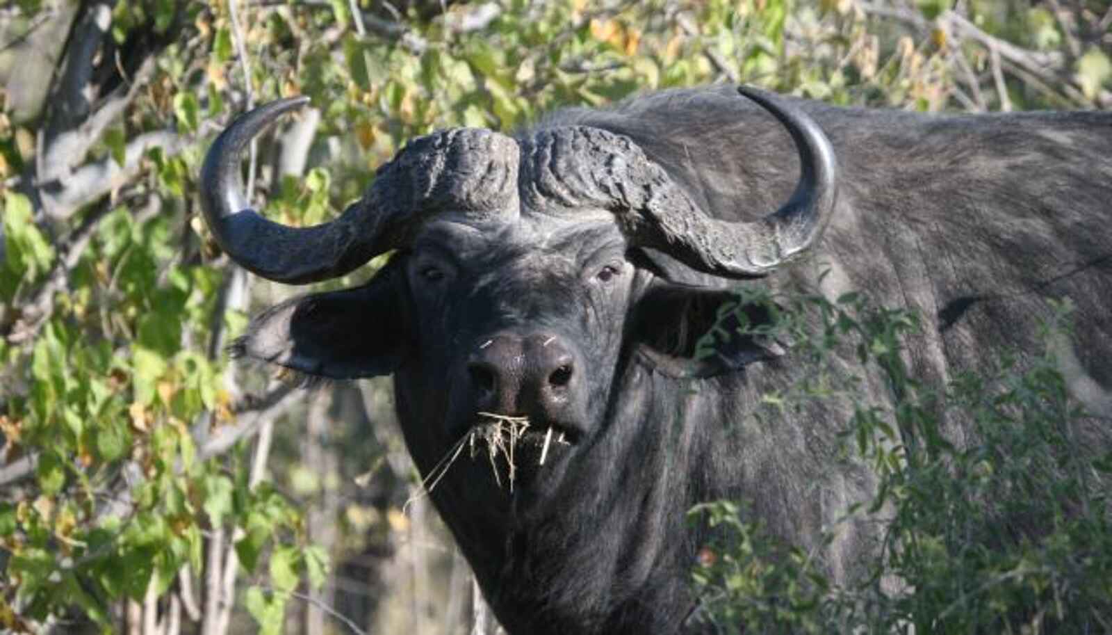 Edo's Camp: Kaffernbüffel beim Essen Edo's Camp: Kaffernbüffel beim Essen