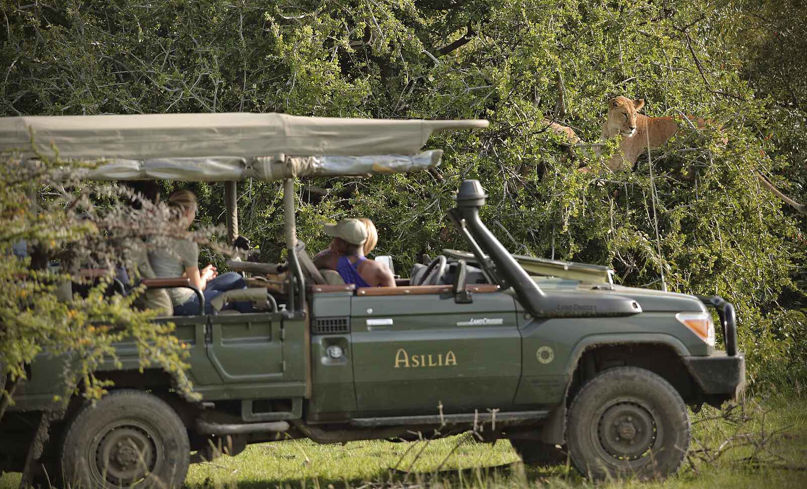Encounter Mara Camp: Löwenbegegnung Encounter Mara Camp: Löwenbegegnung