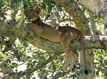 Enjojo Lodge: Baumkletternder Löwe