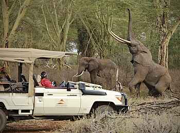 Finch Hattons: Game Drive Finch Hattons: Game Drive