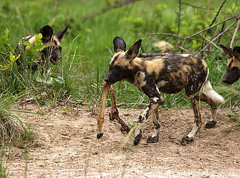 Leopard Lodge: Wildhunde