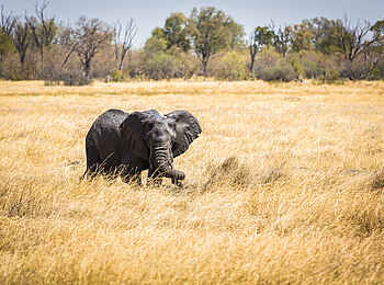 Little Machaba Camp: Ein Elefant auf der Lichtung unmittelbar vor dem Camp