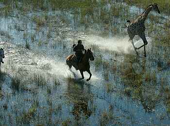 Macatoo Camp: Pferde und Giraffe im Galopp