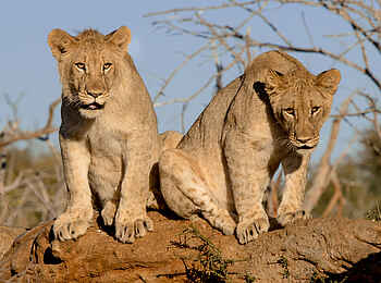 Madikwe Safari Lodge Dithaba: Zwei junge Löwen