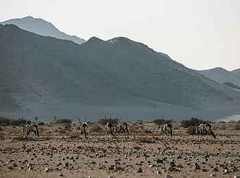 Namib Outpost: Oryx Antilopen Namib Outpost: Oryx Antilopen