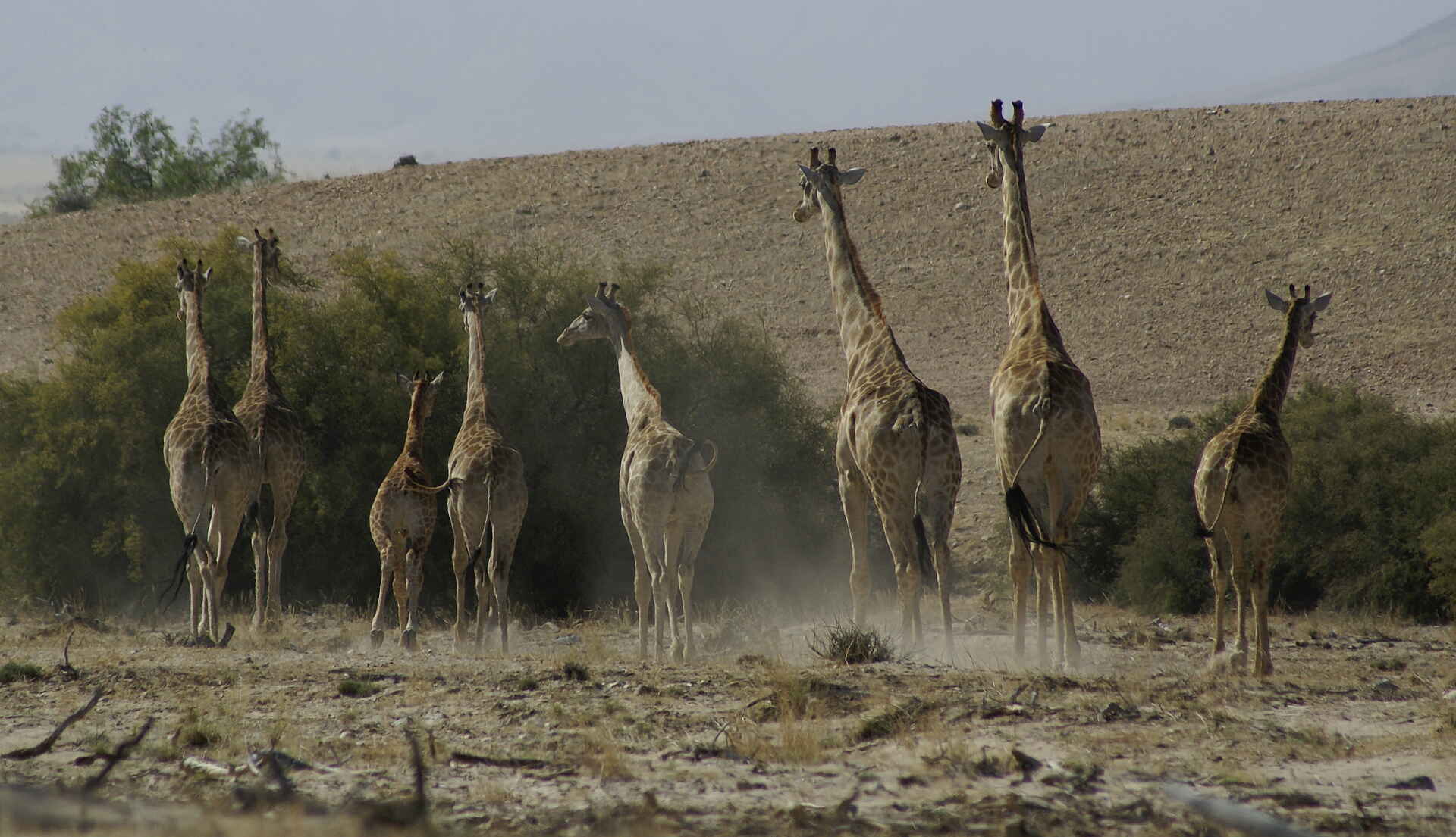 Okahirongo Elephant Lodge: Giraffenherde