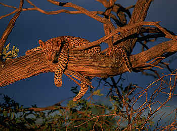 Okonjima Plains Camp: Einfach mal rumhängen Okonjima Plains Camp: Einfach mal rumhängen