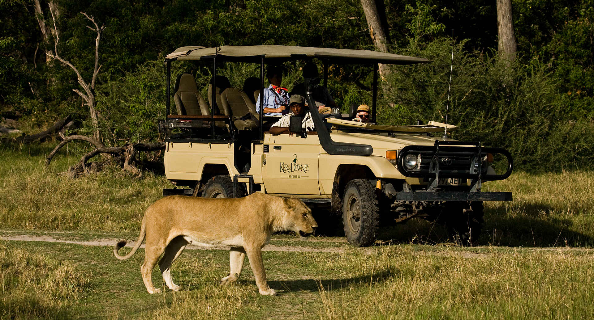 Botswana, Game Drive, Löwin, Moremi Game Reserve, Okavangodelta, Okuti Camp, Pirschfahrt
