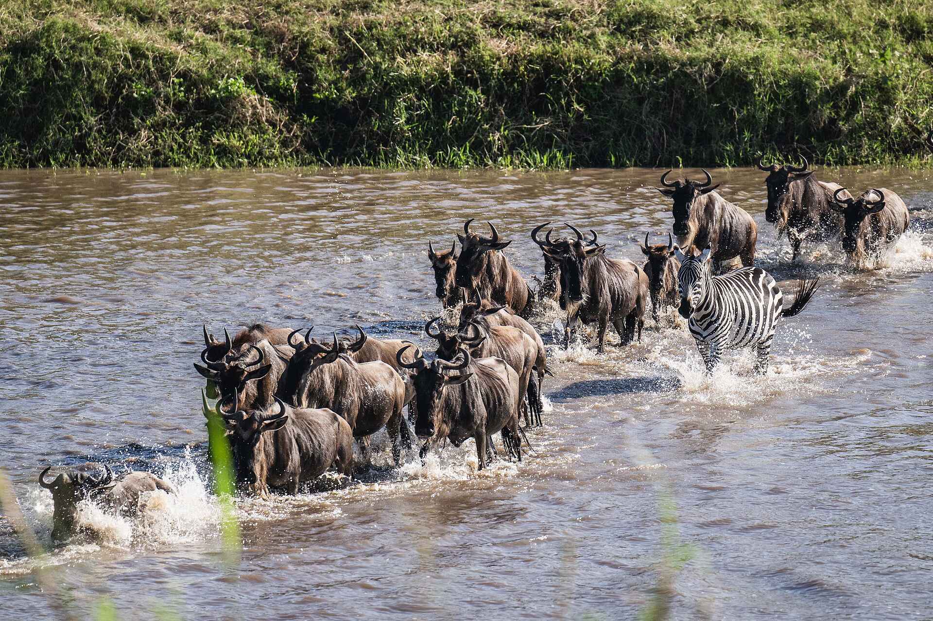 Ole Serai Luxury Camp - Kogatende: Gnus überqueren den Fluss