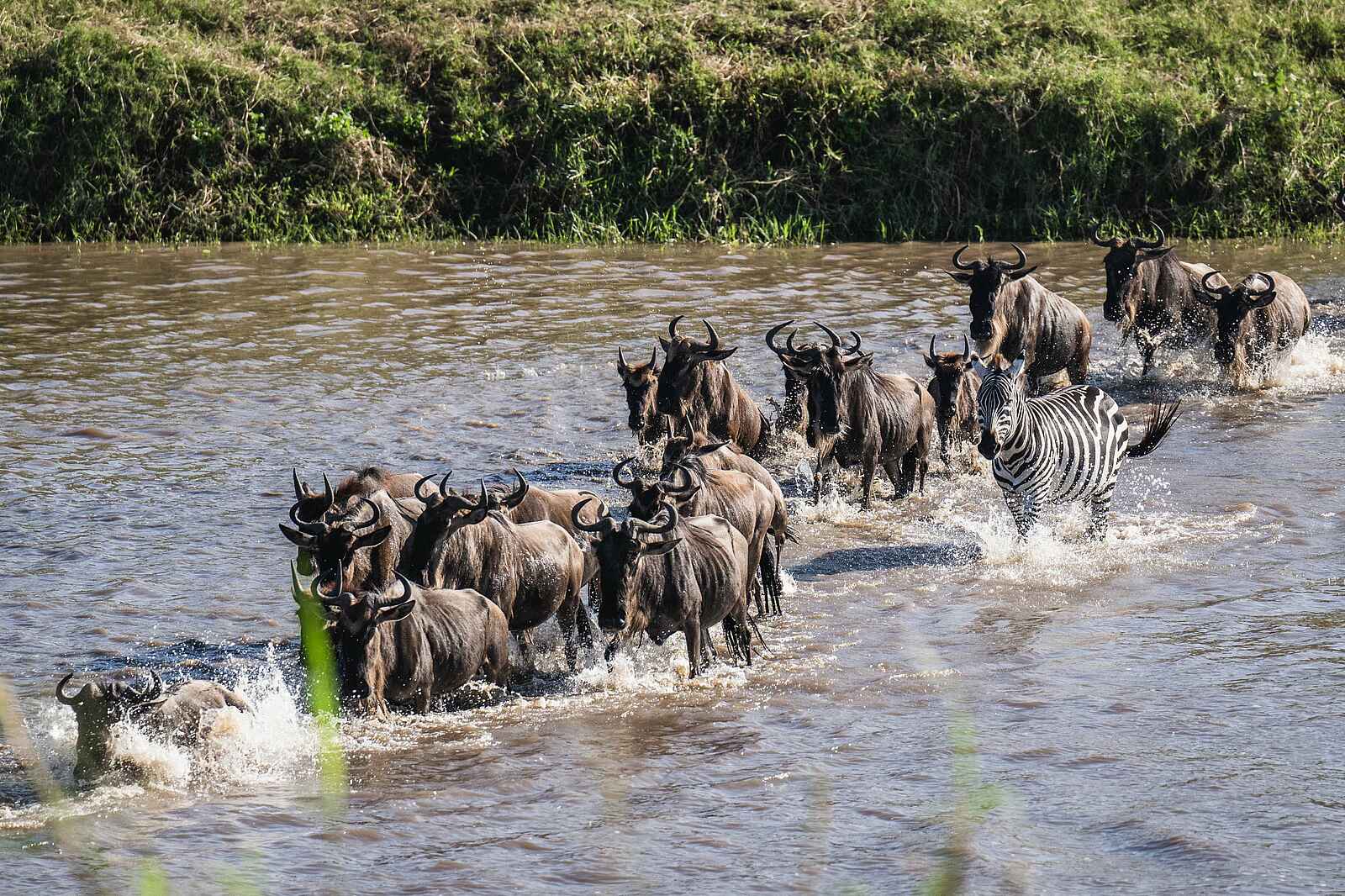 Ole Serai Luxury Camp - Kogatende: Gnus überqueren den Fluss Ole Serai Luxury Camp - Kogatende: Gnus überqueren den Fluss