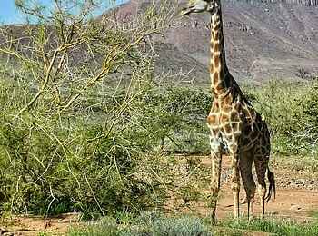 Onduli Ridge Camp: Giraffe