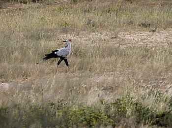 Rooiputs Lodge: Sekretär