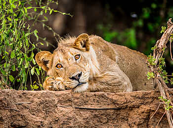 Royal Zambezi Lodge: Löwin
