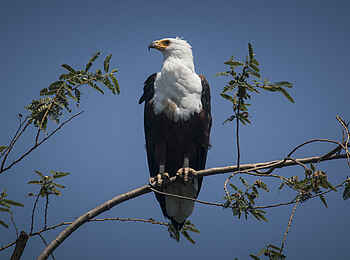 Rubondo Island Camp: Ein beeindruckender Fischadler Rubondo Island Camp: Ein beeindruckender Fischadler